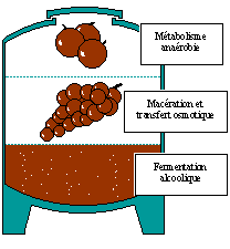 Cuve en fermentation
